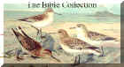  Bible Collection Birds Cards 