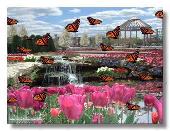  Butterfly Gardens 