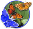  Super Jigsaw Butterflies 