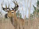  Deer Hunter 2004 