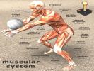 Anatomy Jigsaw Volleyball Player online game