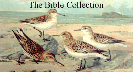  Bible Collection Birds Cards 