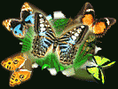  Butterfly Wings of Wind 