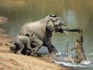  Crocodile Attacks Elephant 