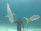  Dancing with the Sharks 