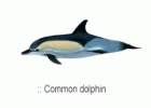  Digifish Dolphins 