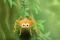 Play Itsy Bitsy Spider online
