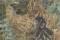 Play Leopard vs Baby Monkey online