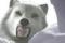 Play Nancy Drew The White Wolf online