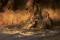 Play Nile Crocodile vs Widebeest online