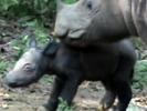  Rare Sumatran Rhino 