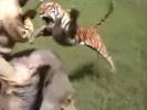  Tiger Attack vs Man on Elephant 