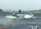  Whale vs Japanese Boat 