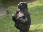 Monkey Chimp 2 picture