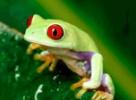  7art Croaking Frogs ScreenSaver 