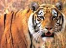  7art Stunning Tigers ScreenSaver 