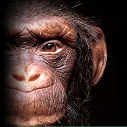  Alive Chimpanzee 