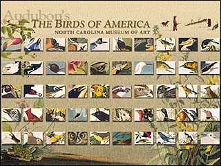  Audubon Birds of America Jigsaws 
