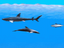 Dolphin Swimming online game